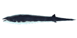 BASILOSAURUS