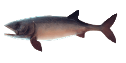 LEEDSICHTHYS