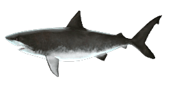 MEGALODON