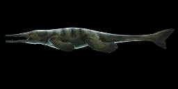 METRIORHYNCHUS