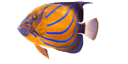 BLUERING ANGELFISH