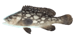 CLOUDY GROUPER