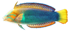 CLOWN WRASSE