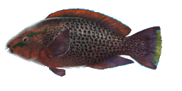 DUSKY PARROTFISH