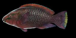 DUSKY PARROTFISH