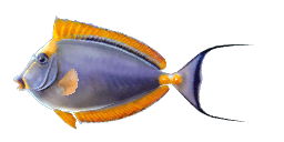 ELEGANT UNICORNFISH