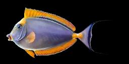 ELEGANT UNICORNFISH