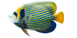 EMPEROR ANGELFISH