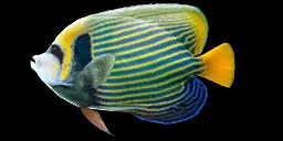 EMPEROR ANGELFISH