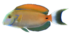 FOWLER'S SURGEONFISH