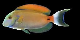 FOWLER'S SURGEONFISH