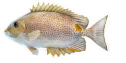 GOLD-SADDLE RABBITFISH