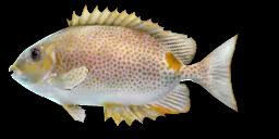 GOLD-SADDLE RABBITFISH