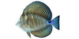 INDIAN SAILFIN TANG