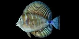 INDIAN SAILFIN TANG