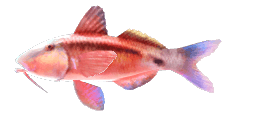 LONG-BARBEL GOATFISH