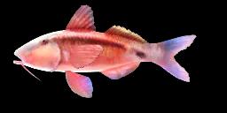 LONG-BARBEL GOATFISH