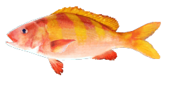 OBLIQUE-BANDED SNAPPER