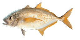 ORANGESPOTTED TREVALLY