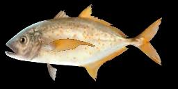 ORANGESPOTTED TREVALLY