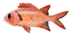 PINECONE SOLDIERFISH