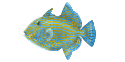 RIPPLED TRIGGERFISH