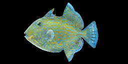 RIPPLED TRIGGERFISH