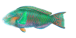 RIVULATED PARROTFISH