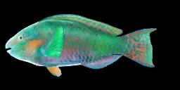 RIVULATED PARROTFISH