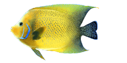 SEMICIRCLE ANGELFISH