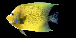 SEMICIRCLE ANGELFISH