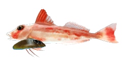 SPINY RED GURNARD