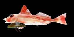 SPINY RED GURNARD