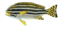 STRIPED SWEETLIPS