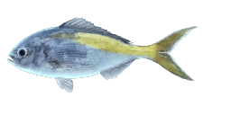 YELLOWTAIL BLUE SNAPPER