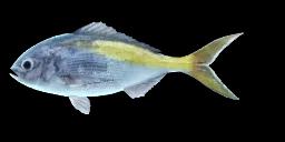 YELLOWTAIL BLUE SNAPPER