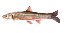 BIG-SCALED REDFIN