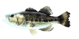 LAKE BIWA LARGEMOUTH BASS