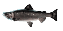 BLACK KOKANEE