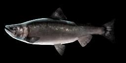 BLACK KOKANEE