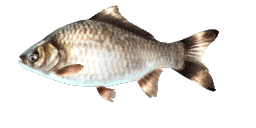 JAPANESE WHITE CRUCIAN CARP