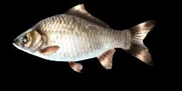 JAPANESE WHITE CRUCIAN CARP