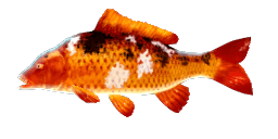 KOI CARP