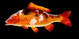 KOI CARP