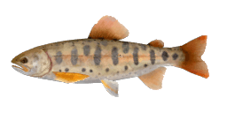 IWAME LAKE TROUT