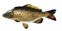 LAKE BIWA COMMON CARP