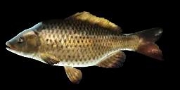 LAKE BIWA COMMON CARP