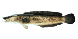 NORTHERN SNAKEHEAD