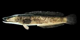 NORTHERN SNAKEHEAD