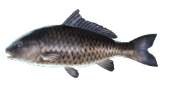 BLACK COMMON CARP